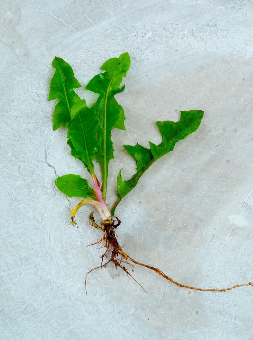 Fresh dandelions with roots