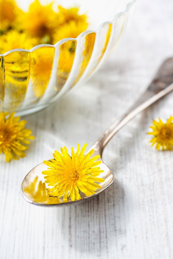 Dandelion flowers on a spoon and in a bowl with some next to it