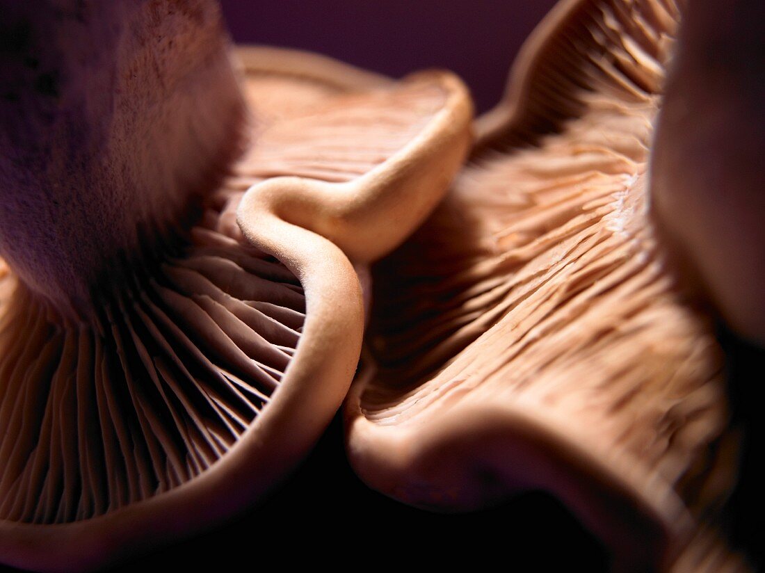 Wood blewit mushrooms (close-up)