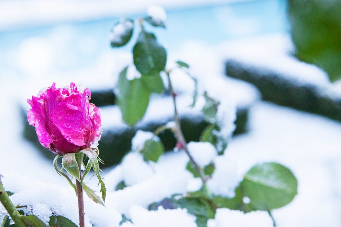 Ice crystals on magenta rose in front of snowy box hedges in blurred background
