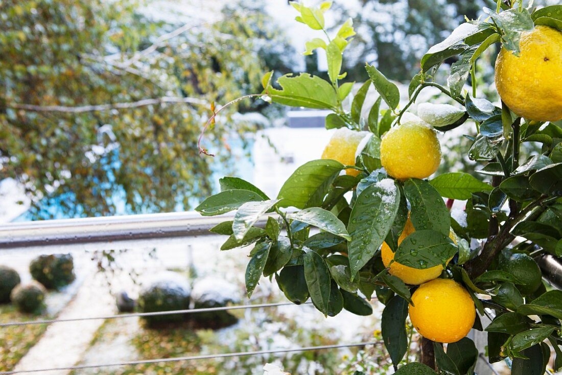 Fruit on lemon tree in front of stainless steel balustrade; view of pool in snowy garden in background