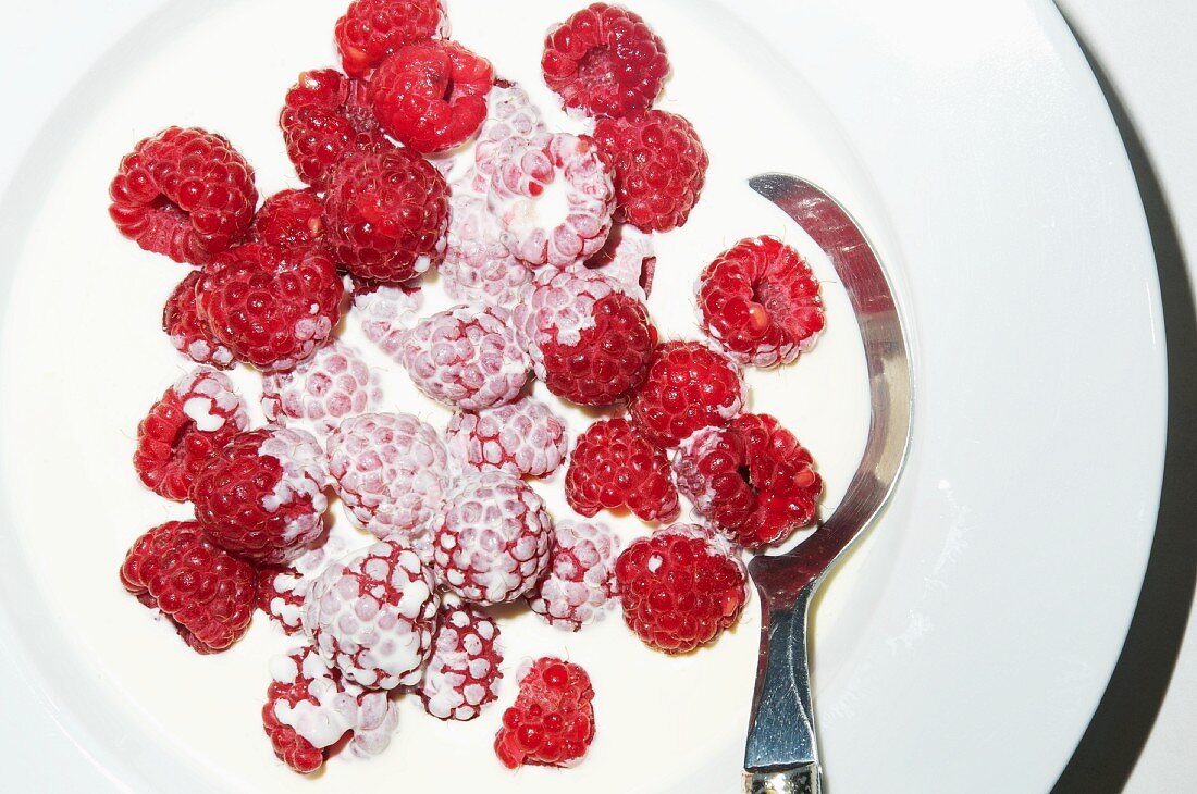 Frische Himbeeren in Milch (Draufsicht)