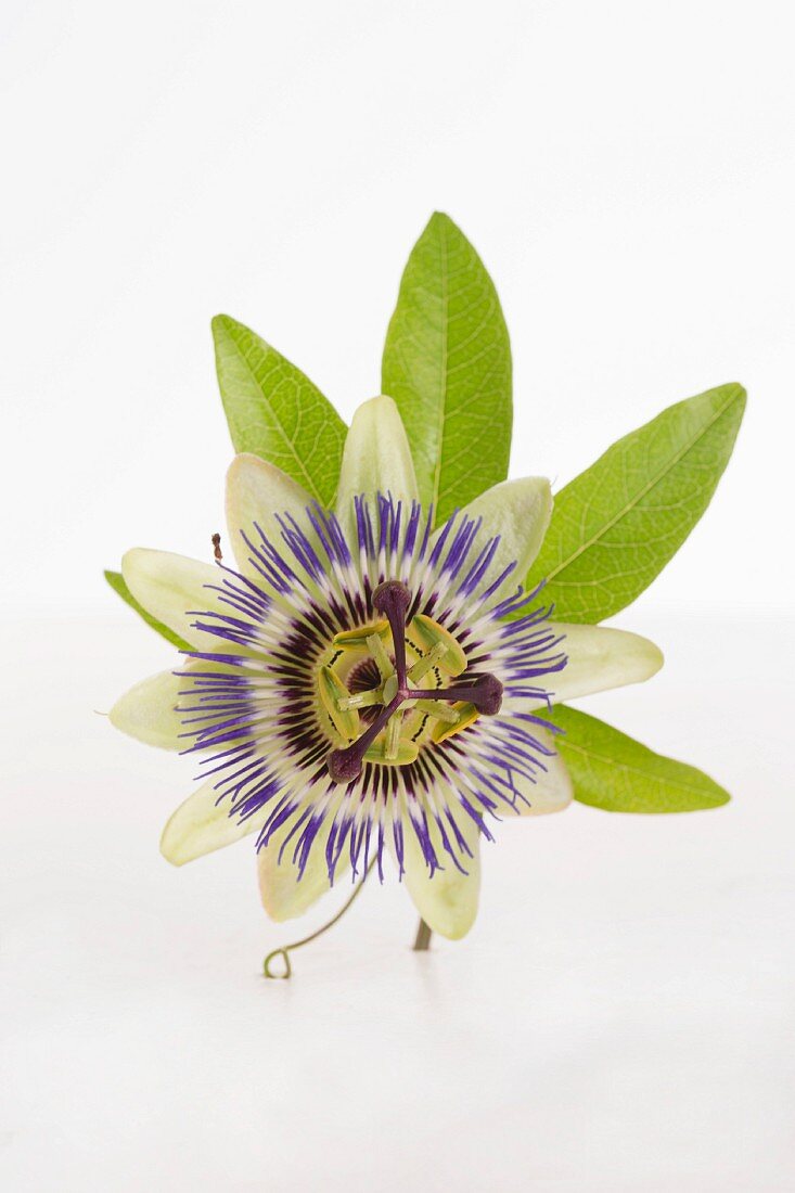 A passionflower on a white surface