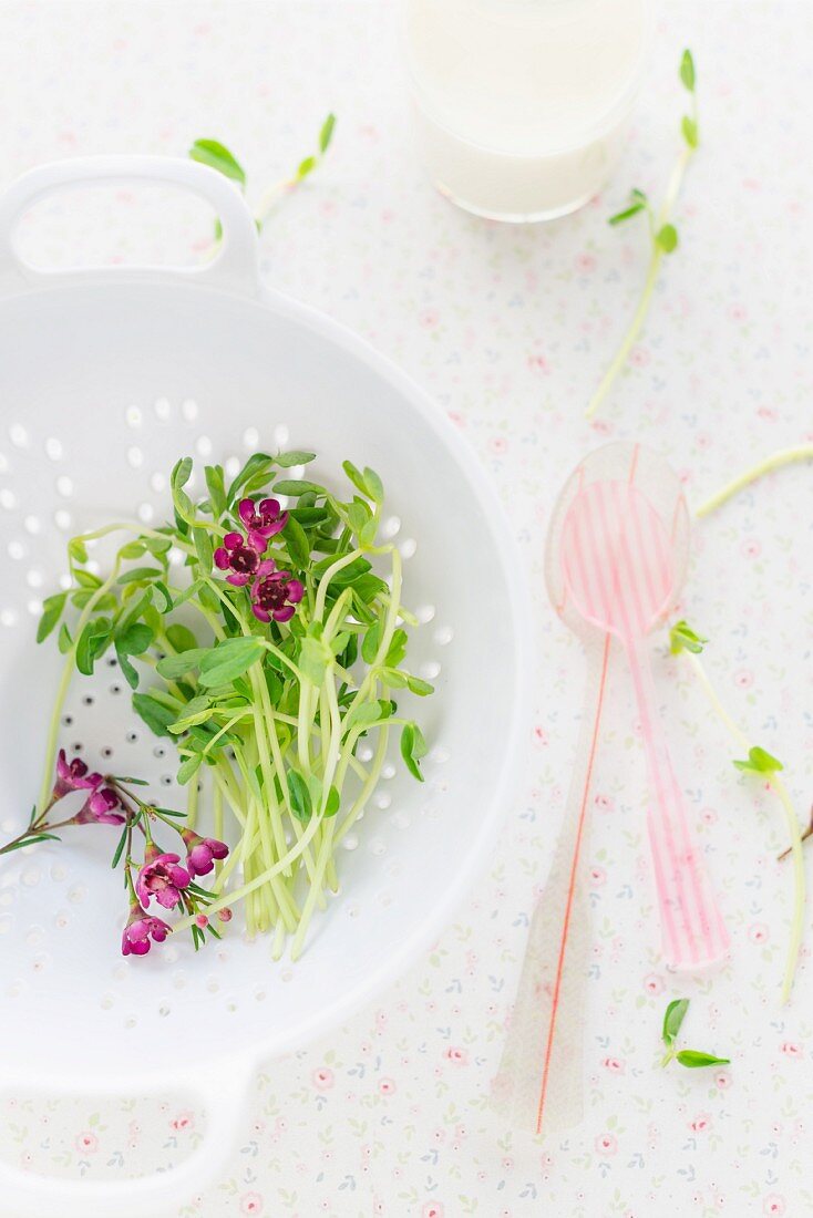 Erbsensprossen und frische Milch