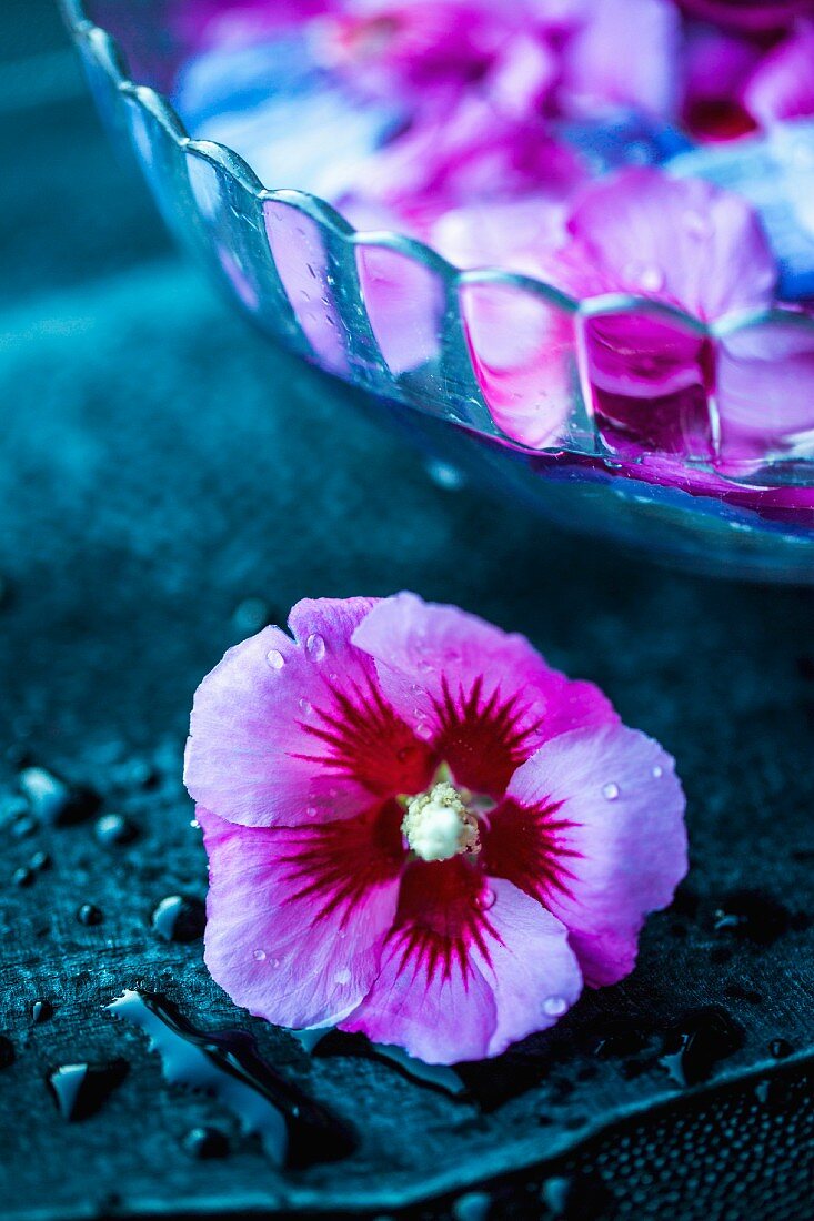 Hibiscus petals in a bowl of water (for making syrup) with a whole flower in the foreground