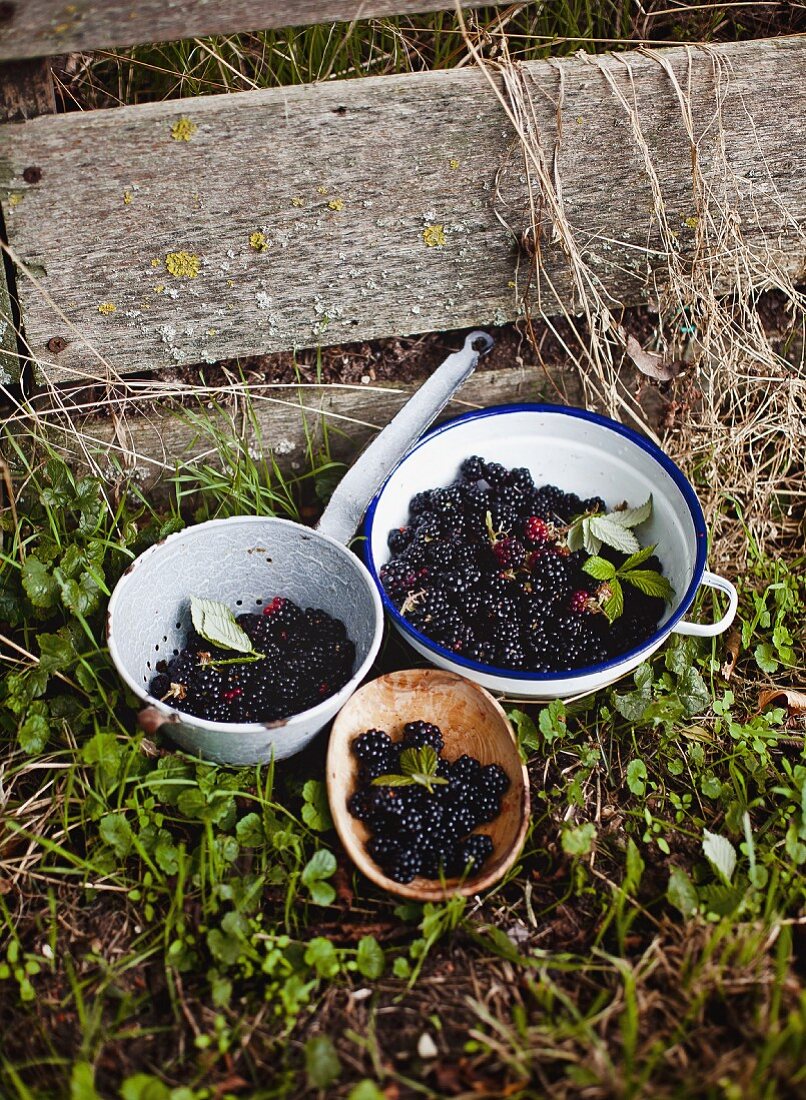 Fresh blackberries in bowls and a sieve in a garden