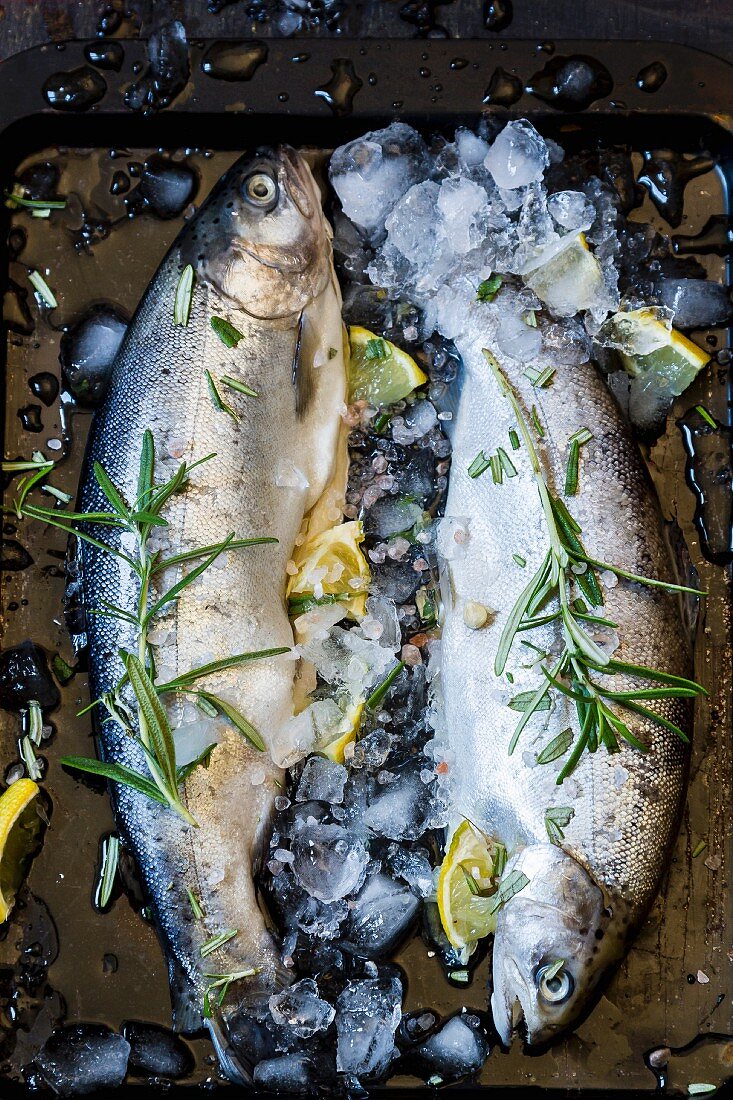 Two fresh trout with rosemary, lemons and ice
