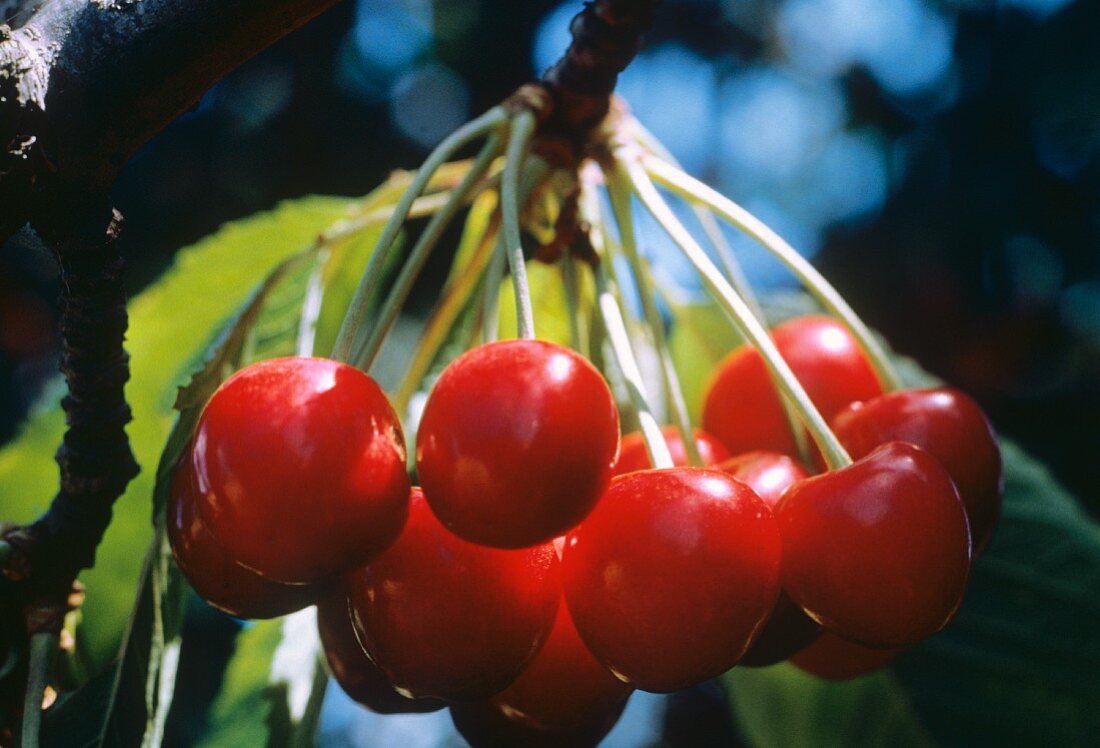 Cherries Hanging From the Branch