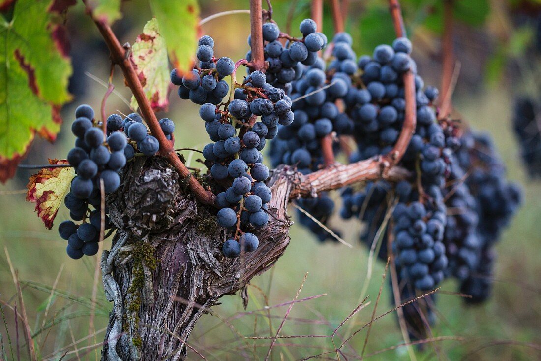 Grapes on a Vine