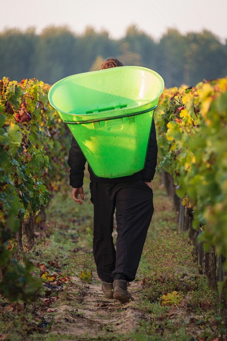 Grapes being harvested in the Pomerol wine rowing region in Bordelais (Bordeaux, France)
