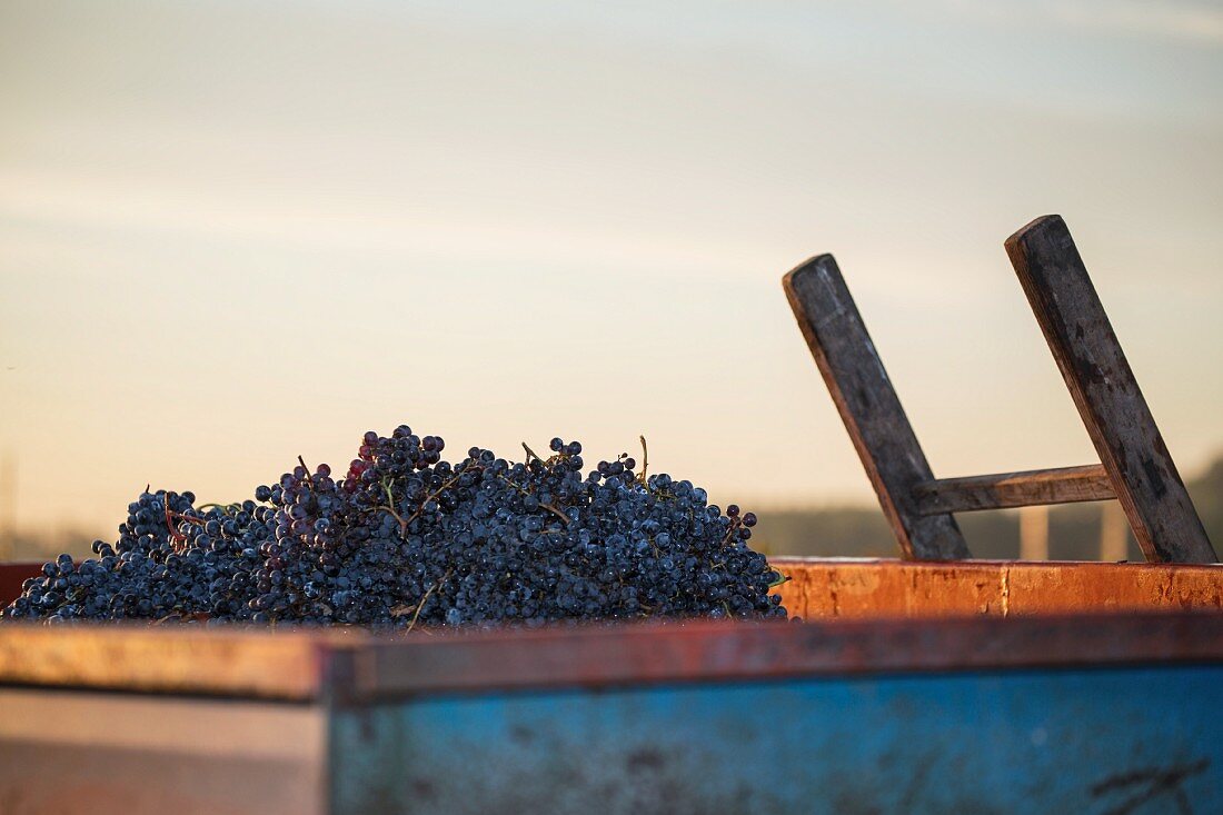 Freshly harvest red wine grapes in a metal container