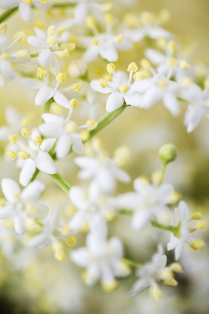 Elderflowers (close-up)