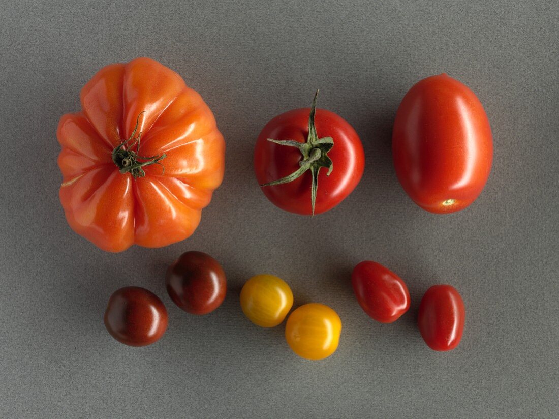 Verschiedene Tomatensorten auf grauem Hintergrund