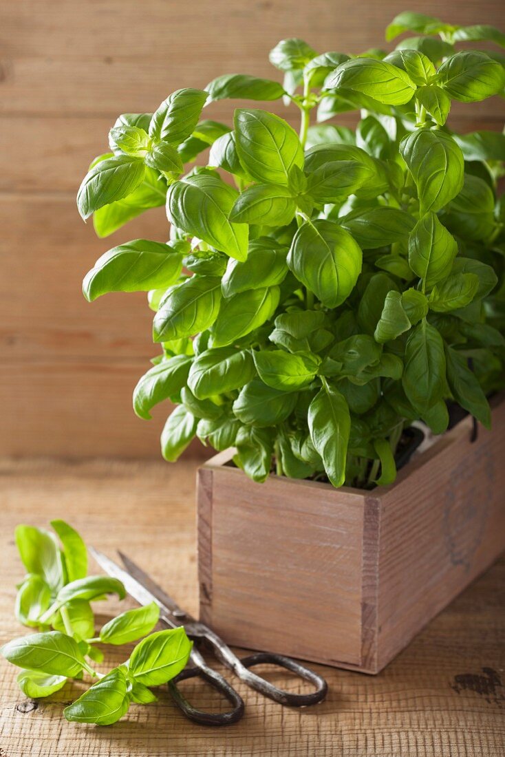 Fresh basil in a wooden crate