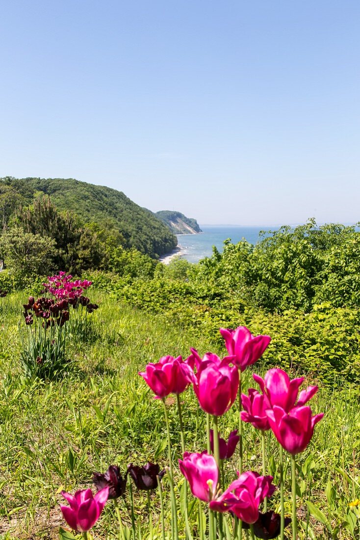 Flowering tulips and a view of Sellin on the rocky coast of Rügen