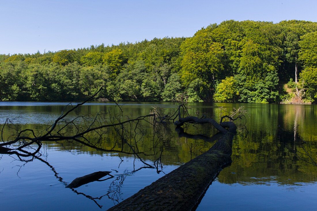 Nationalpark Jasmund auf Rügen - Wald auf dem Weg zum Kreidefelsen