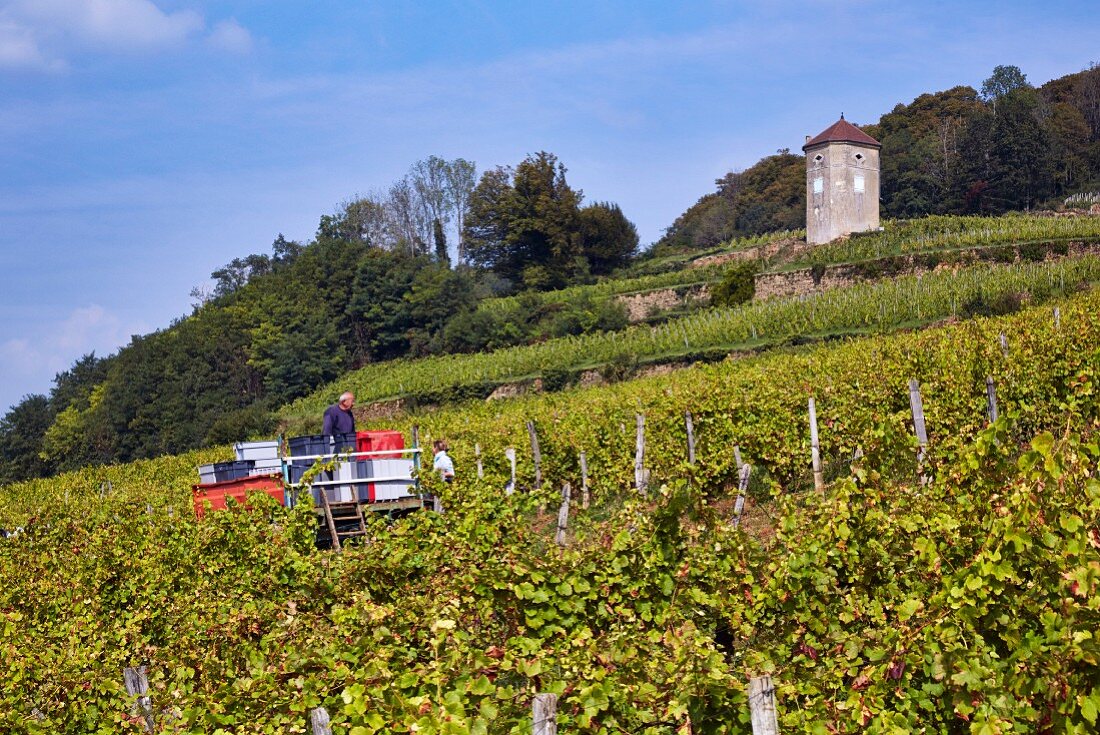 Weinlese von Trousseau Trauben im Weinberg der Domaine Andre et Mireille Tissot unter ihrem La Tour de Curon, Arbois, Jura, Frankreich