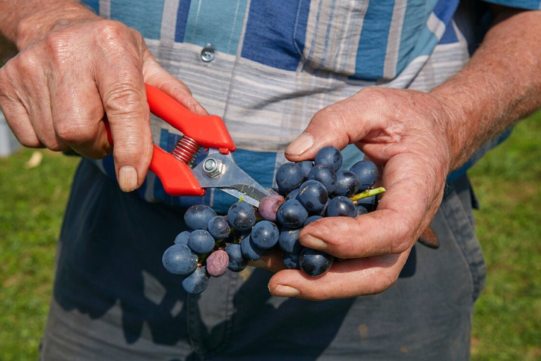 Mann hält Trousseau Trauben, teilweise befallen von Drosophila, einer Fruchtfliege, die Sauerfäule verursacht (Arbois, Jura, Frankreich)