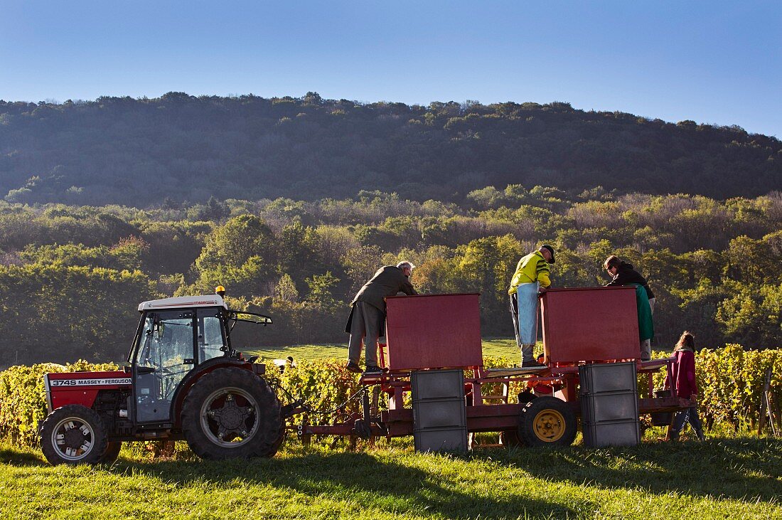 Trousseau Trauben nach der Weinlese sortieren im Weinberg von Domaine Daniel Dugois (Les Arsures, Jura, Frankreich)