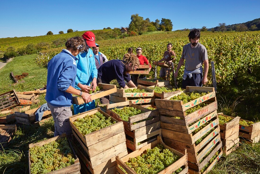 Savagnin Trauben in Kisten, fertig zum Trocknen für Vin de Paille, im Weinberg von Frederic Lornet (Montigny-les-Arsures, Jura, Frankreich)