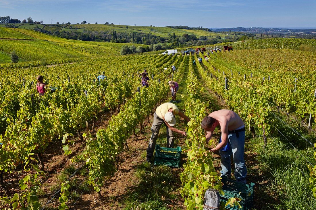 Weinlese von Chardonnay Trauben im Marcette-Weinberg der Domaine de la Renardiere (Pupillin, Jura, Frankreich)