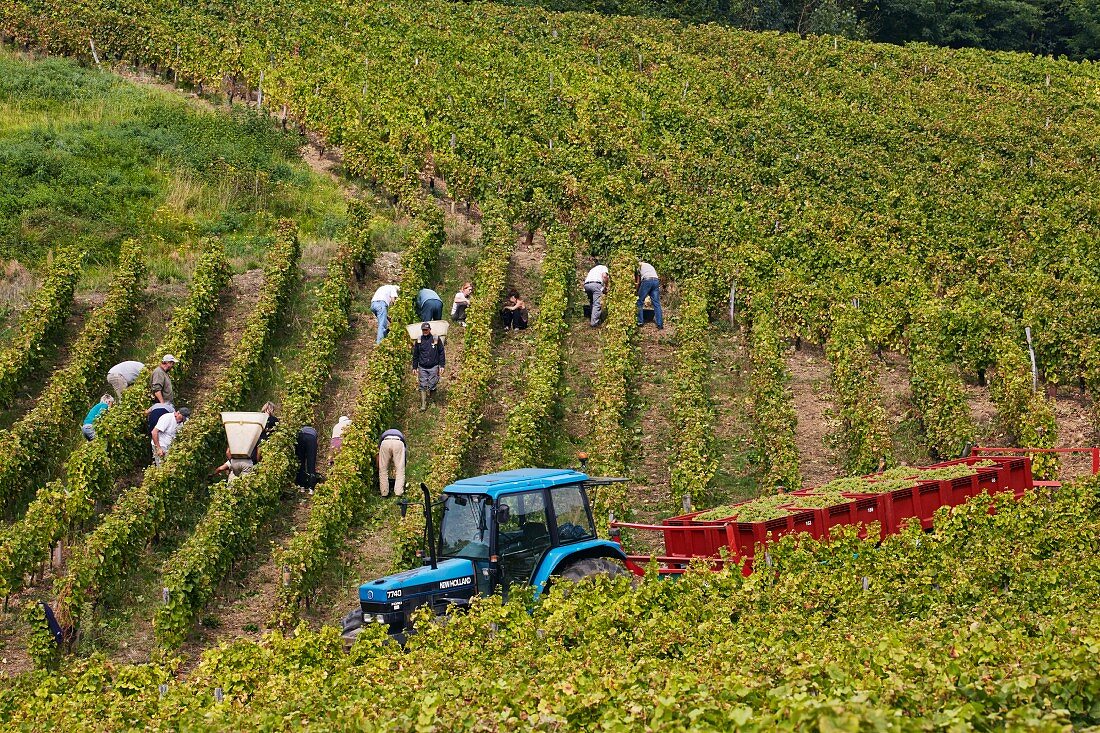 Weinlese von Savagnin Trauben für den Fruitiere Vinicole de Voiteur im Clos Bacchus Weinberg in Menetru-le-Vignoble, Jura, Frankreich