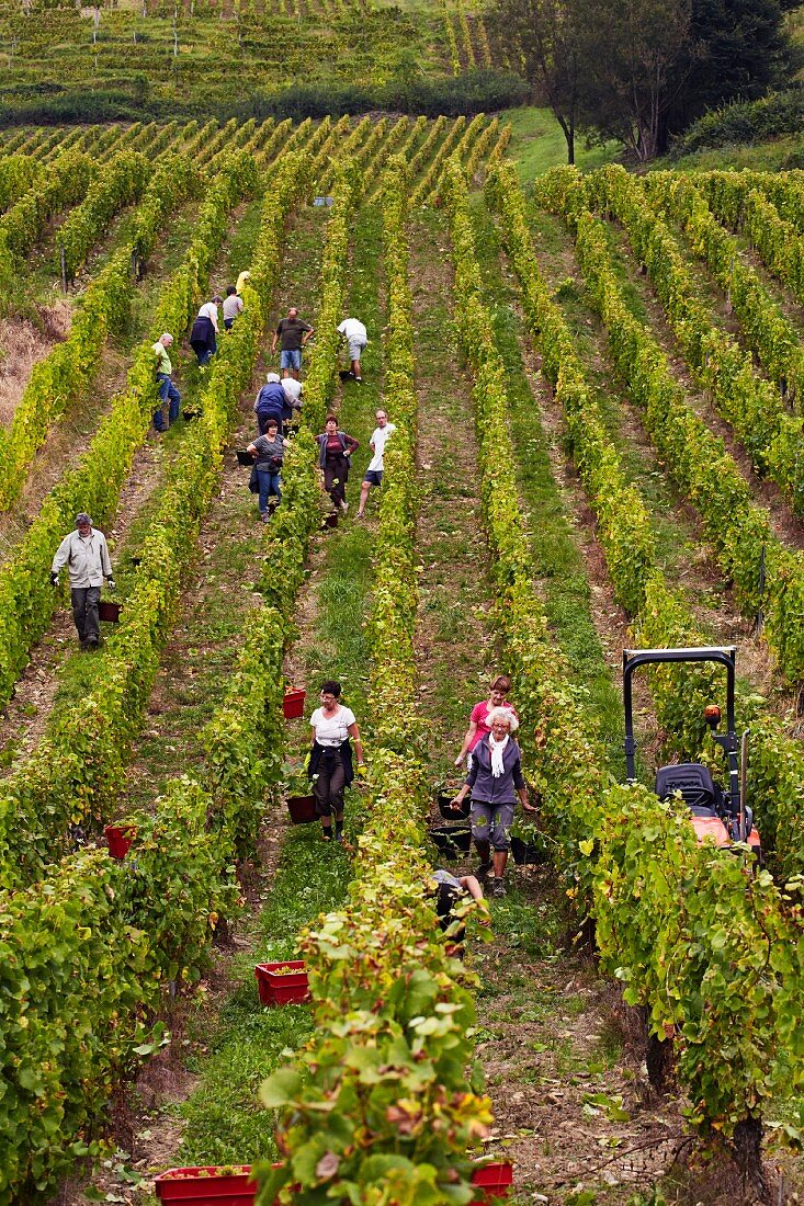 Weinlese von Savagnin Trauben im Le Nid Weinberg der Domaine Courbet, Château-Chalon, Jura, Frankreich