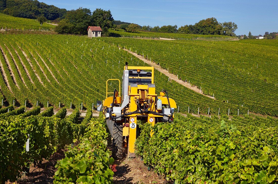 Maschinelle Ernte von Sauvignon Blanc Trauben im Weinberg der Domaine Andre Robineau (Sancerre, Cher, Frankreich)