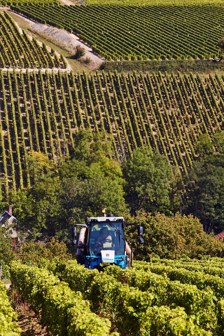 Rebstöcke werden maschinell entblättert vor der Weinlese von Sauvignon Blanc Trauben im Weinberg Domaine Lucien Crochet (Bue, Cher, Frankreich)