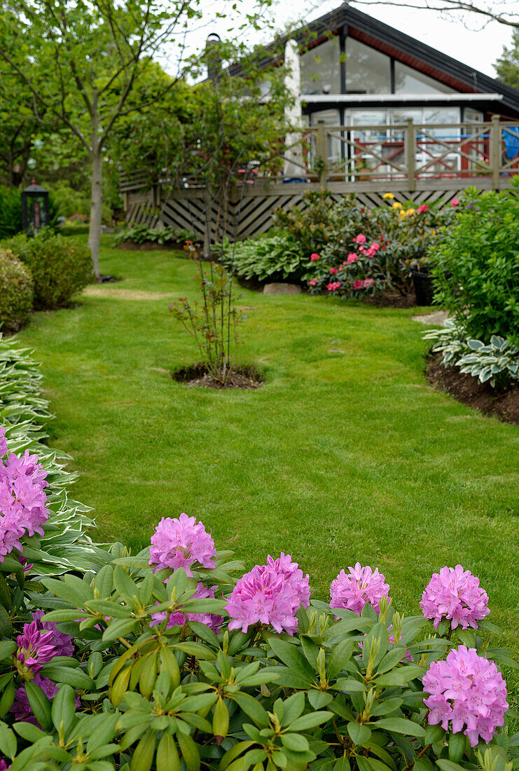 Garten mit Rasenfläche und blühendem Rhododendron