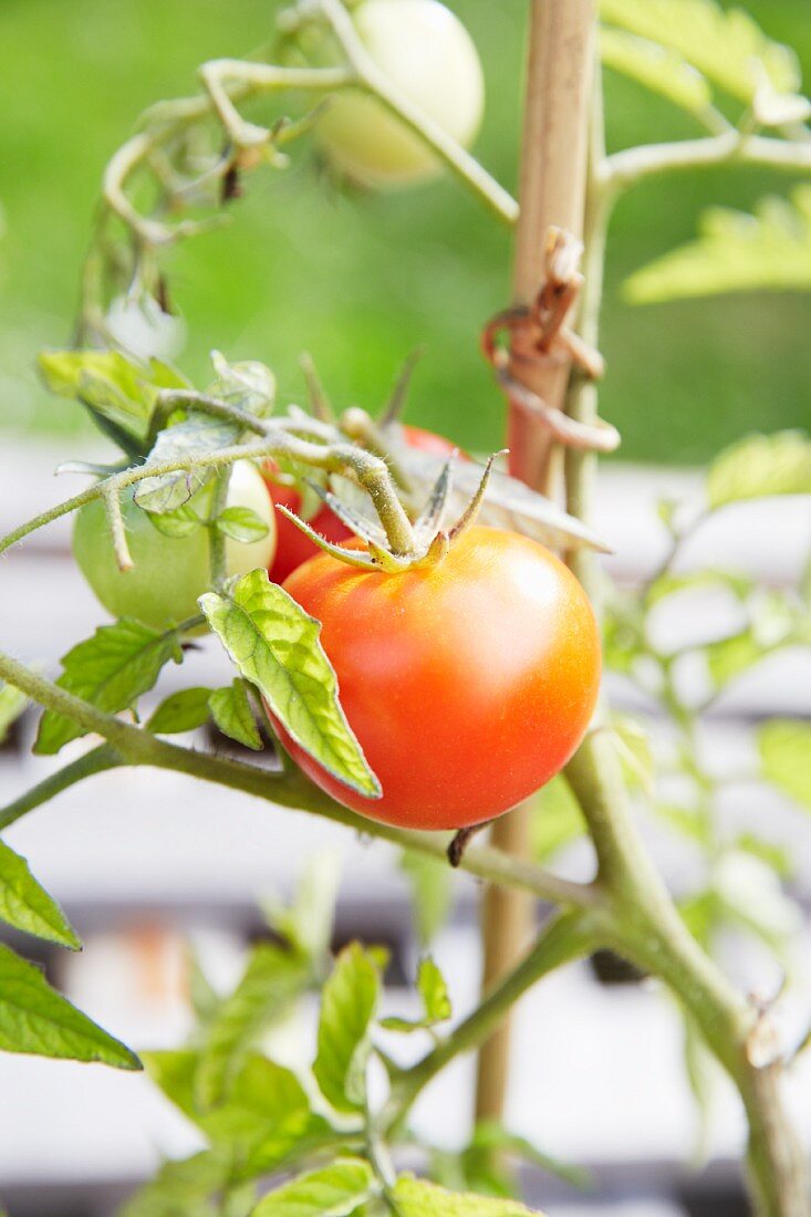 Ripe and unripe tomatoes on a vine