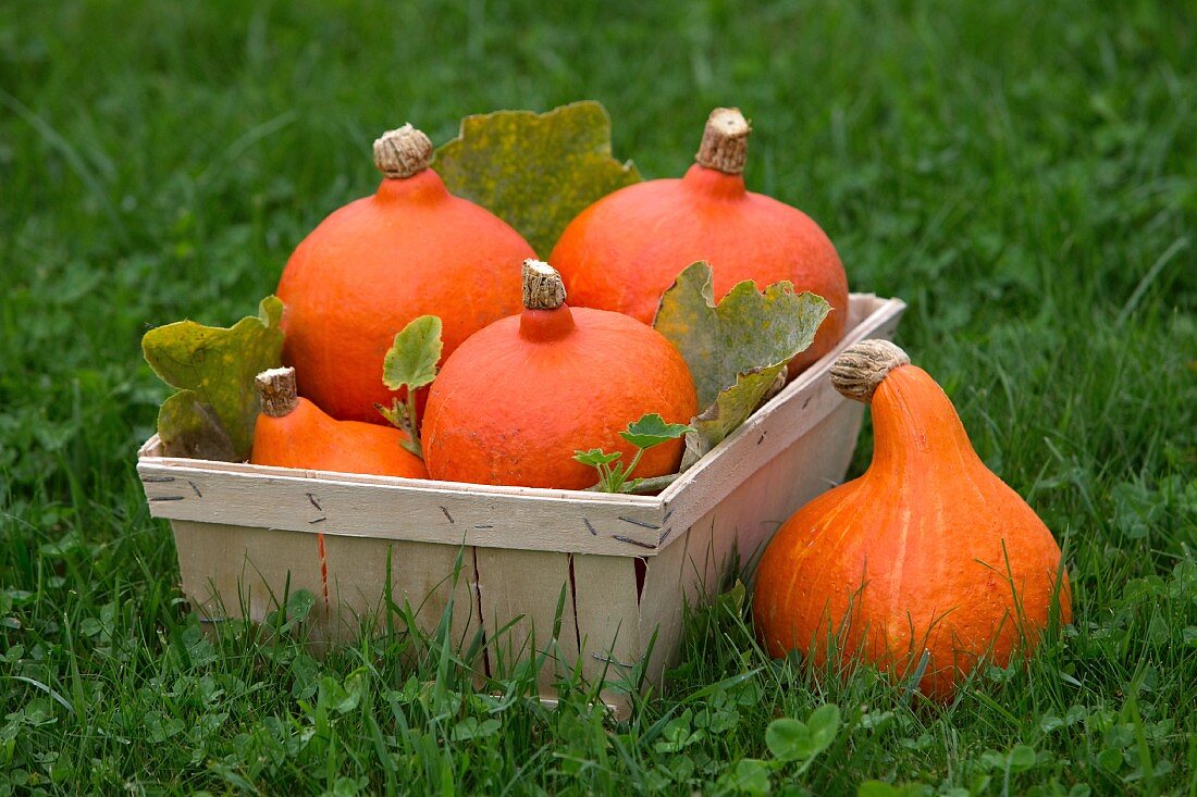 Pumpkins in a wooden basket in a meadow