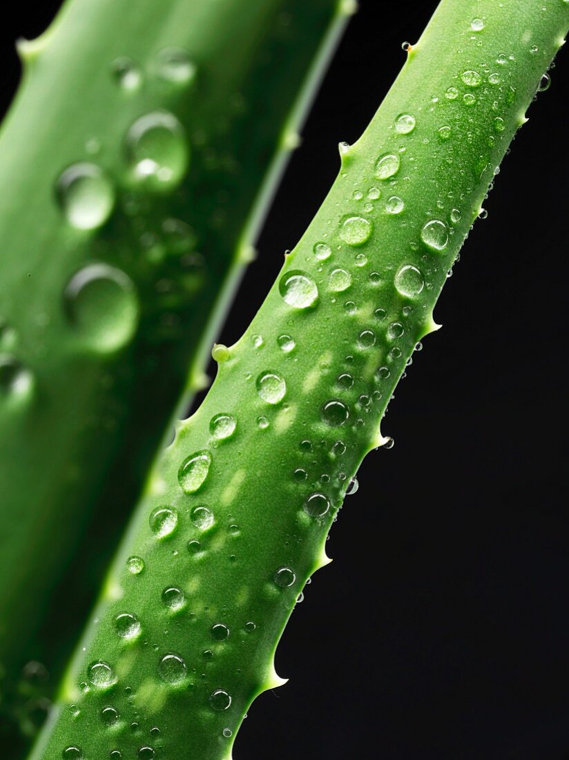 Aloe Vera, Triebe mit Wassertropfen