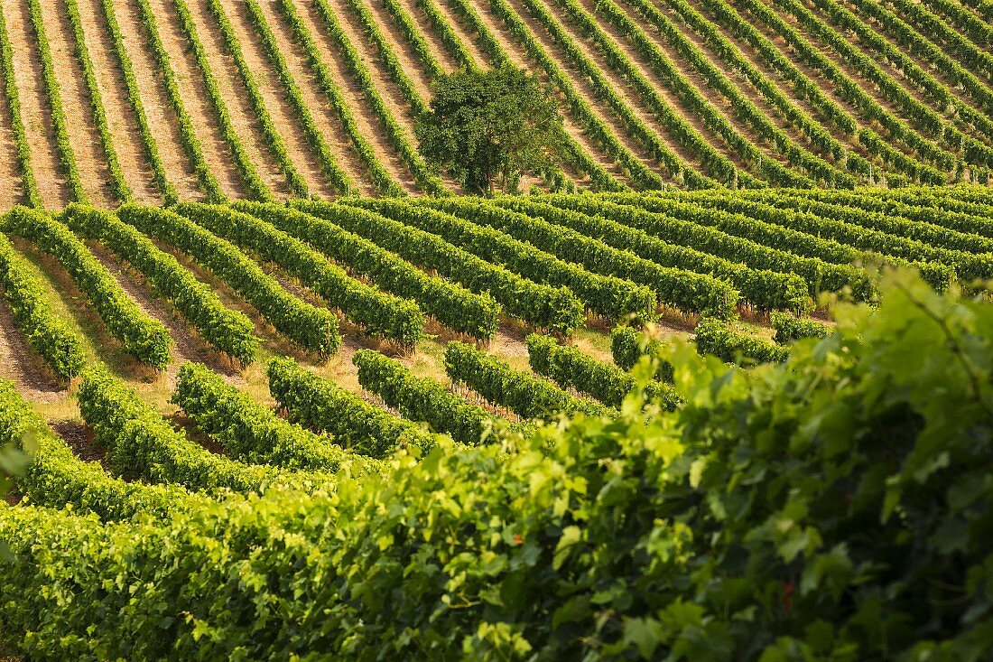 A single tree in a hilly vineyard