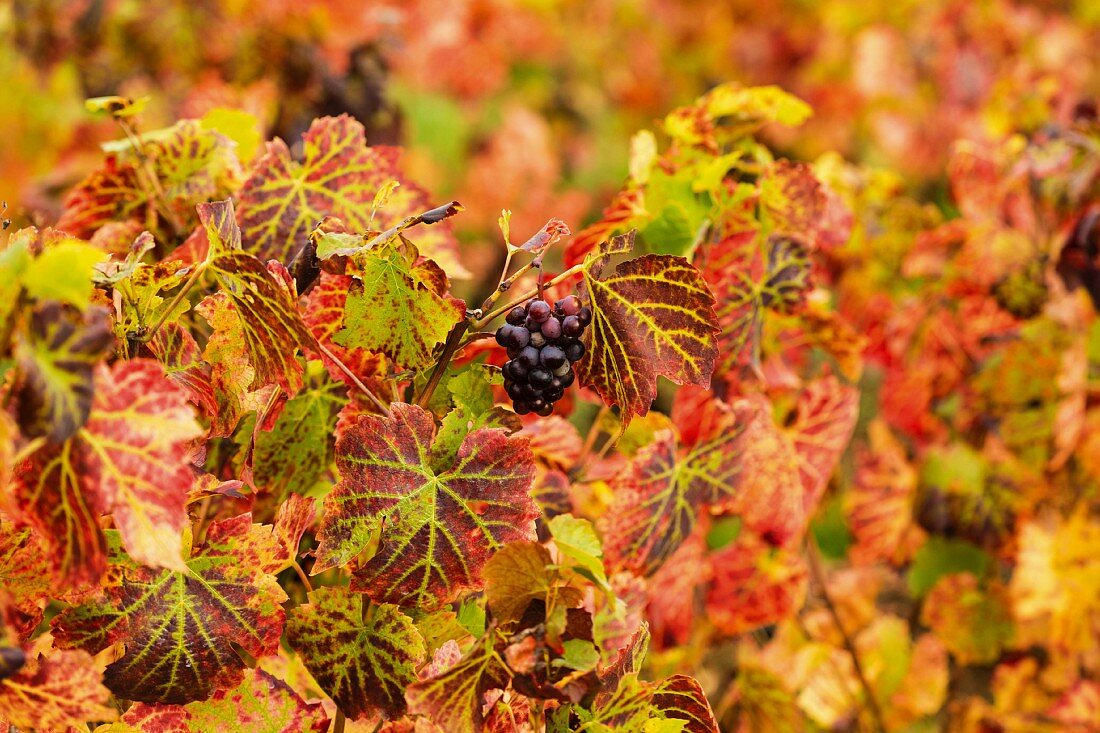 Rotweintrauben am Rebstock im Herbst (Frankreich)