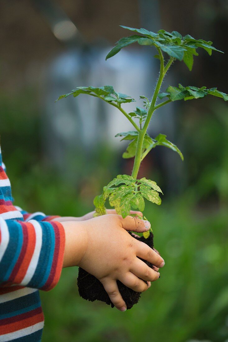 Kinderhände halten eine Tomatenpflanze