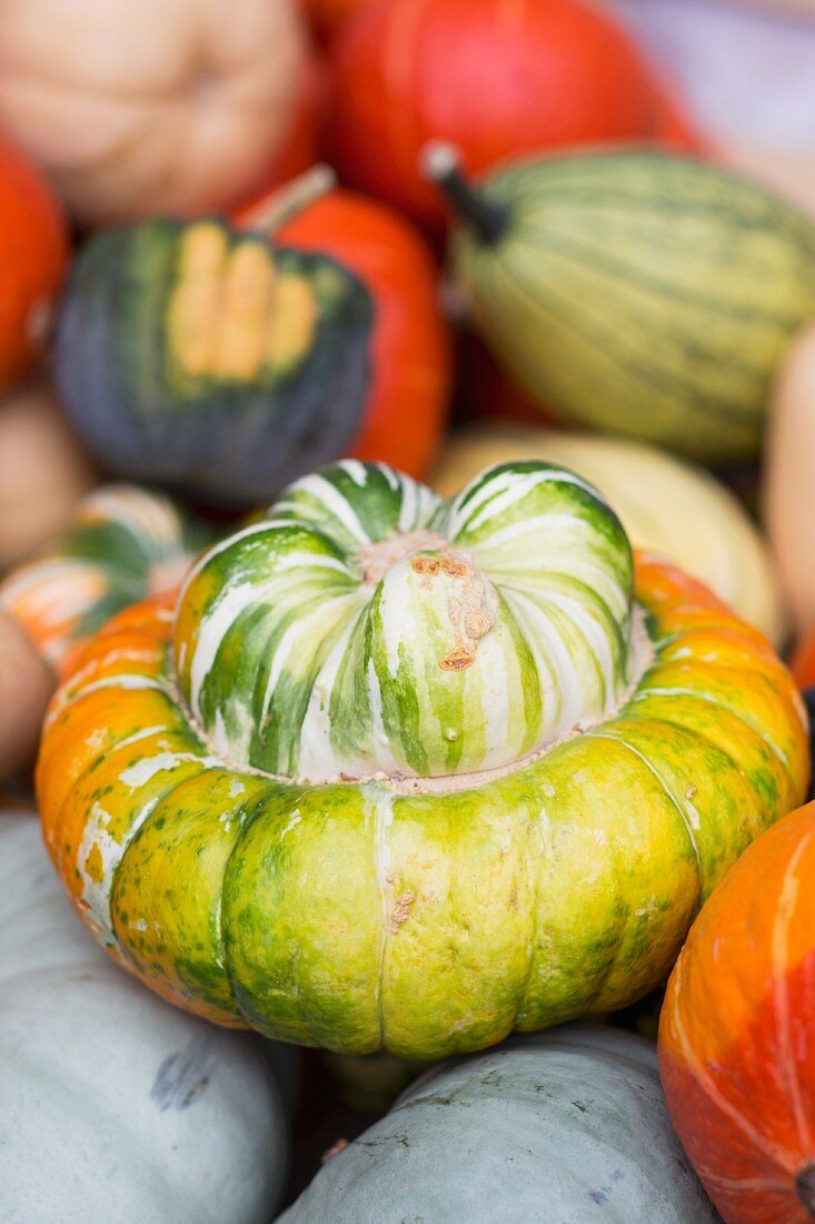 A turban squash amongst other types of squash