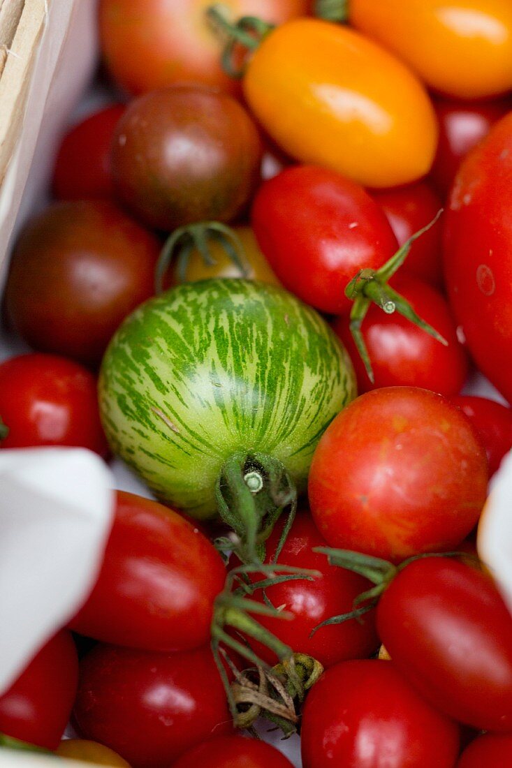 Bunte Tomatenvielfalt in einer Steige