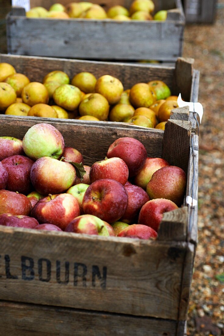 Various apples in crates