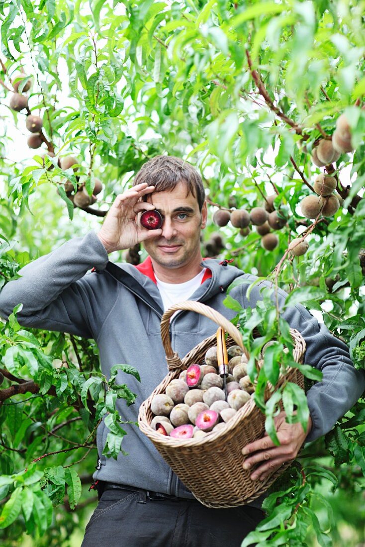 A peach farmer showing his harvest