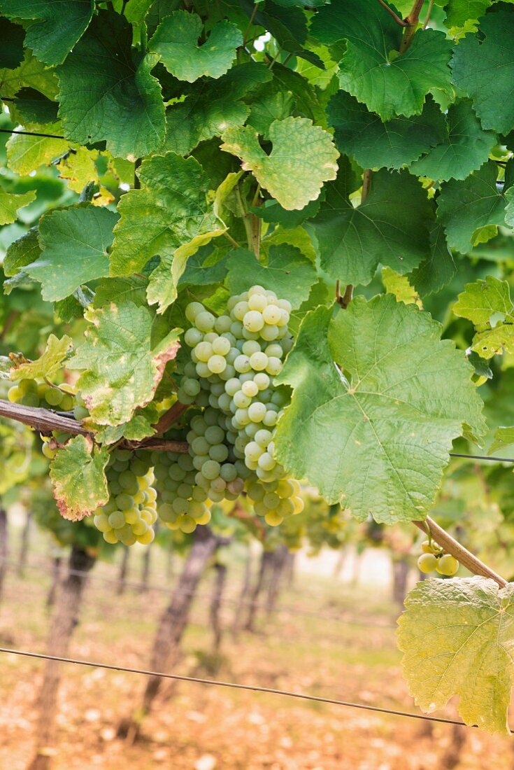 Riesling grapes between vine leaves