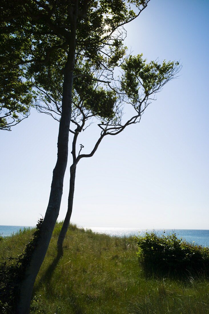 Windswept trees on the Baltic Sea near Darss