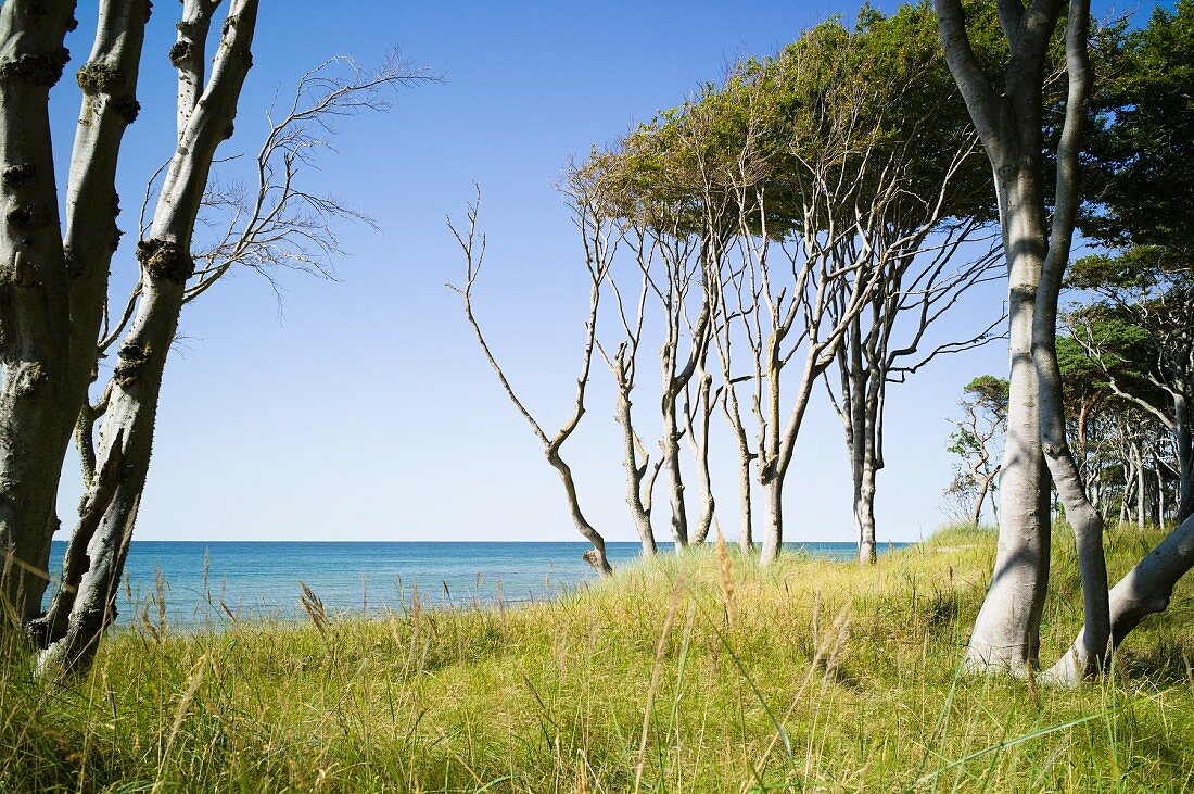 Windswept trees on the Baltic Sea beach near Darss