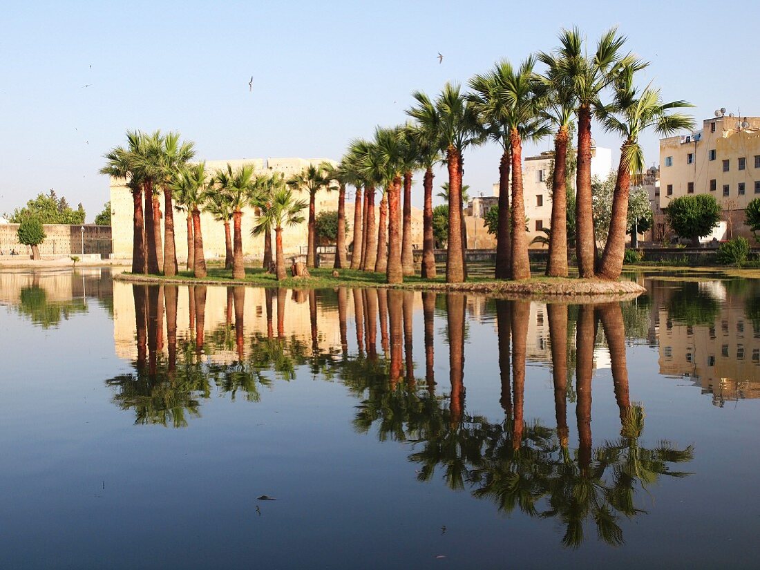 Palmen spiegeln sich im Wasser vor der Medina von Fès, eine der 4 Königstädte, Marokko