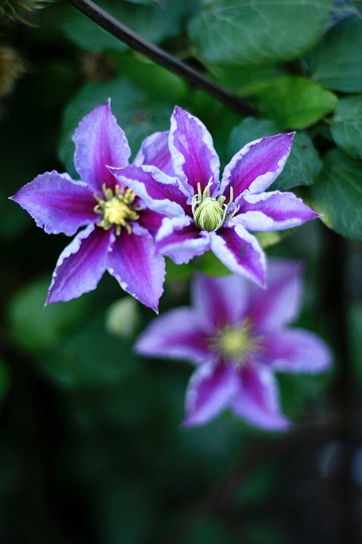 Purple clematis