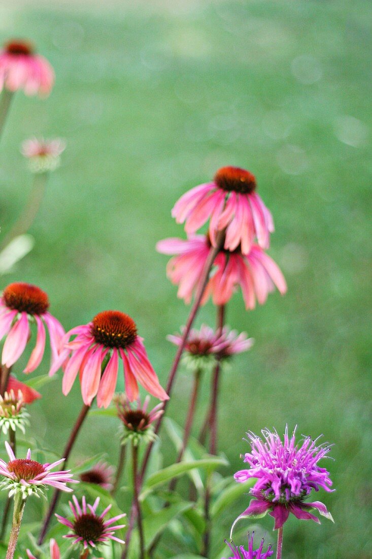 Echinacea flowers