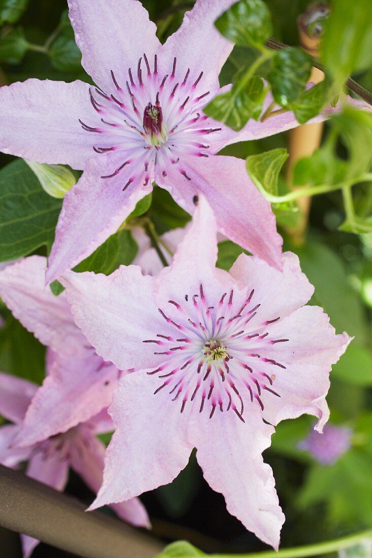 Lila Clematis im Garten (Close Up)