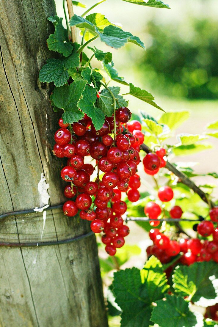 Redcurrants on a bush