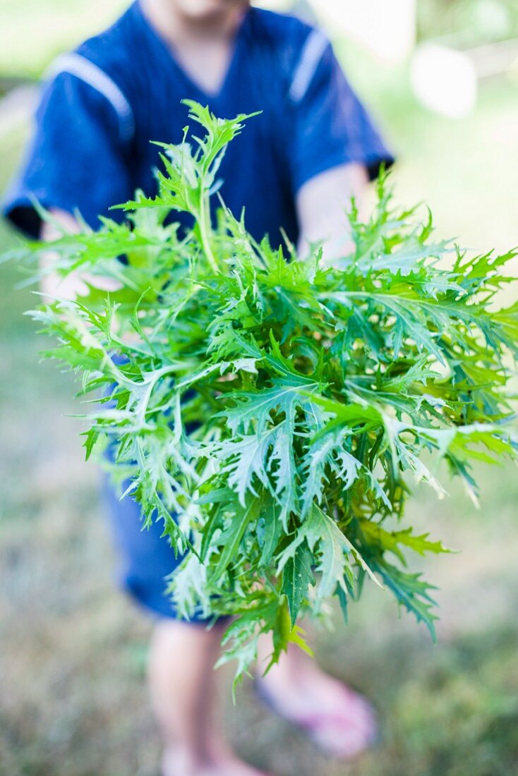 A man holding mizuna (Japanese lettuce) in a garden