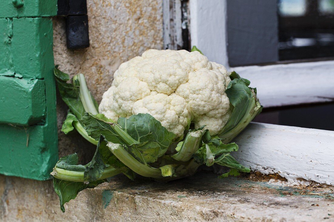 A cauliflower on a windowsill